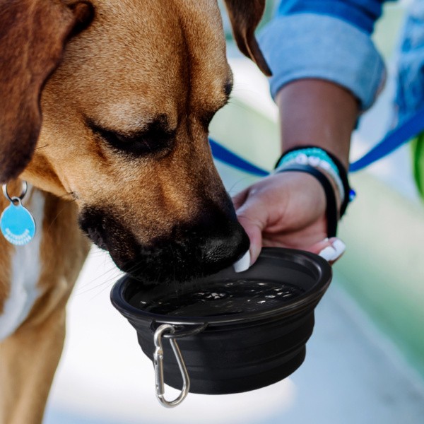 Trends Silicone Collapsible Pet Bowl